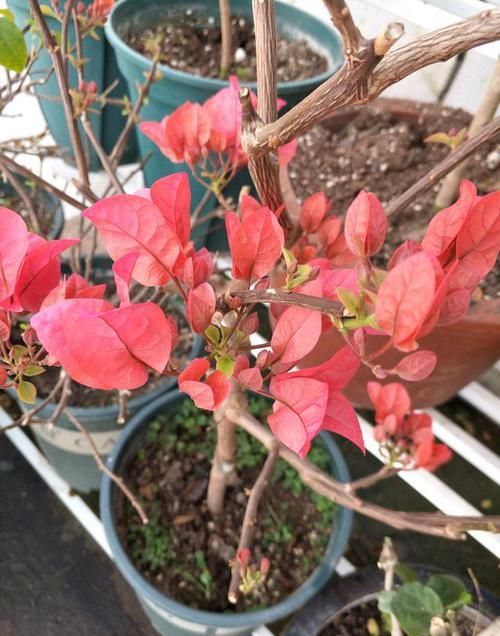  『抓紧』天气晴好，三角梅提前发芽，两点养护抓紧做，今年早早有花赏