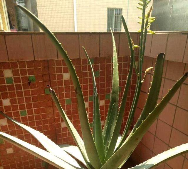  「错误」芦荟长的慢？三个错误看一看，简单一改叶片蹭蹭长！