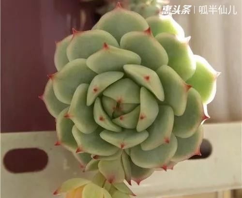  #上名#傻傻分不清的多肉，就看它这儿，一眼就能叫上名！