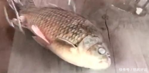 奇葩:红牛到底有多厉害?男子把金鱼放进去测试,还有更奇葩实验