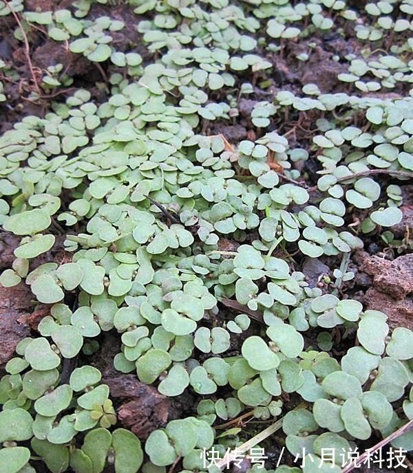  [种菜]2种菜，在阳台、院子里种一些，以后不用播种，年年都有收获