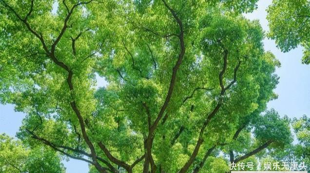  【镇宅】农村有哪四大镇宅之树？种在什么位置可以旺人旺宅