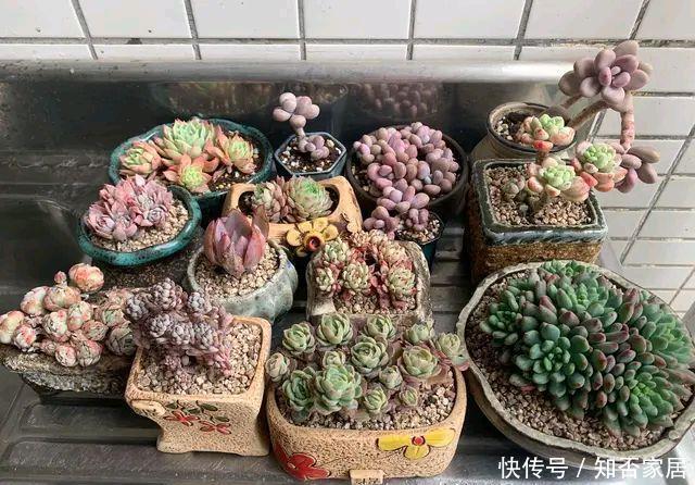 「夏季高温和」多肉怎么晒太阳,中午以后才能晒到太阳的地方好养多肉吗?