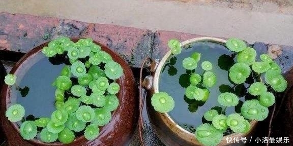  长成■这花有水就能活，还得狠心虐，晒一晒，一周长成“小森林”