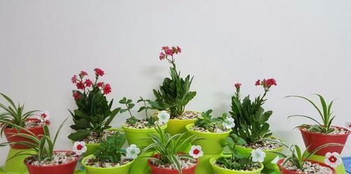  『盆栽植物』我用这方法扦插繁殖了几十盆的植物，薄荷、吊兰轻松培育