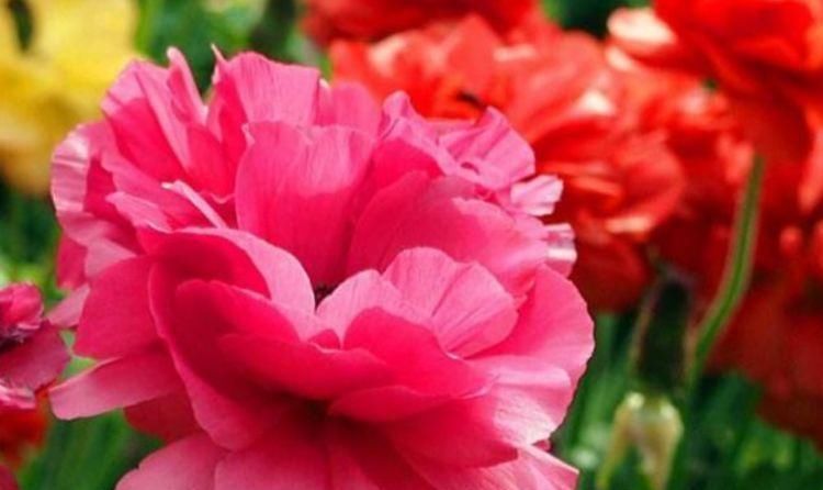 「栀子花」聪明人都爱养这3种花,养花也养人,在家养1盆,“旺财”又旺事业...