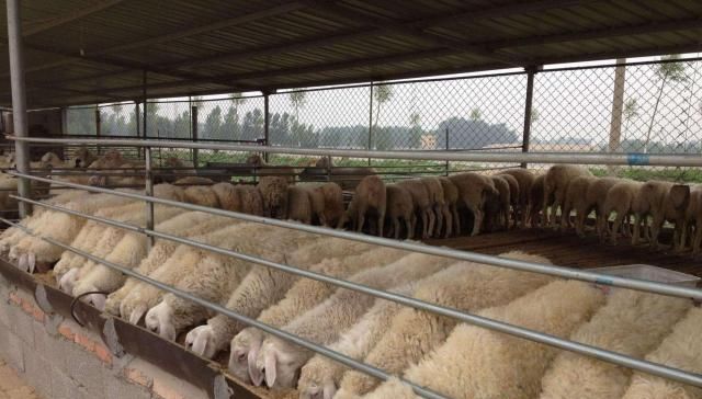  利润■农村养羊利润大，风险也多，一定要注意这些问题