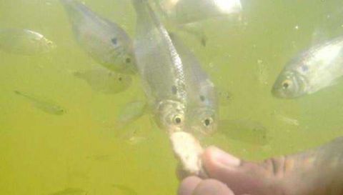 这座沙漠不按常理出牌，沙漠和湖泊共存，在沙漠中游泳变成现实！