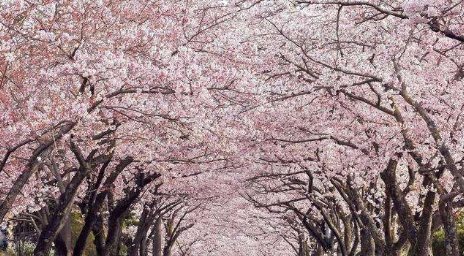  花期4：中式庭院景观设计中常用的15种绿化植物