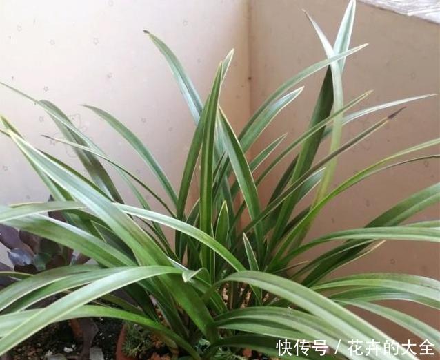 「机液肥」养兰花,试试这种“树枝”,催根长旺,叶子绿油油,管用