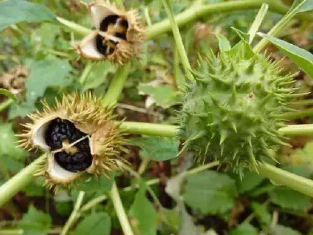 农村这种野草名叫“曼陀罗”农民看到就绕路走，现如今十分罕见