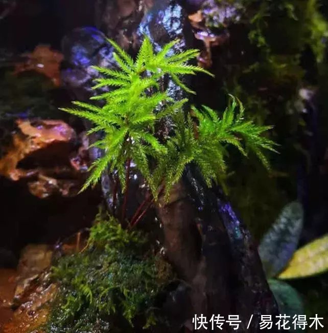苔藓面面观|万年藓(棕榈莫斯)的鉴赏与栽培
