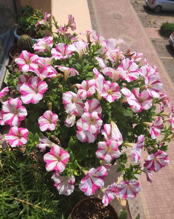  『花养』三种花养在室内，爬满你的阳台，浇点水就能活，开花一茬接一茬