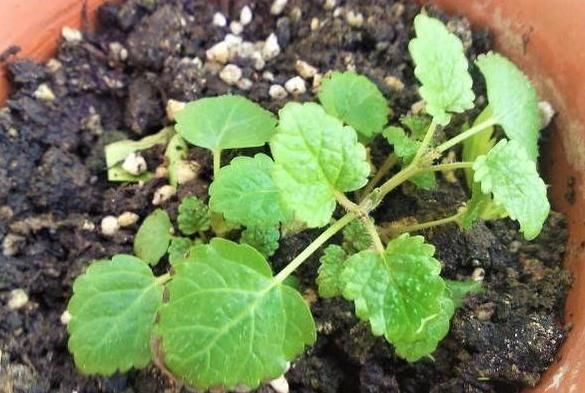  『养花』养花选这几款，植株低矮，花多易爆盆，美观大气，花开美成小花园
