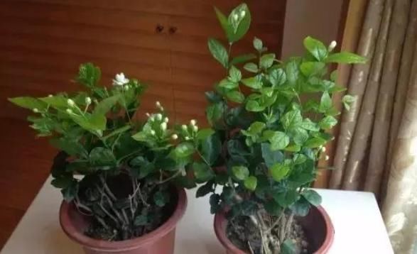  『阳光』天气热，这四种花可不能晒，一见阳光就发蔫，否则留个盆给你看