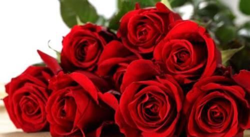 「寓意」养花就养“精品玫瑰”卡罗拉,红艳似火,寓意炽热的爱情!?