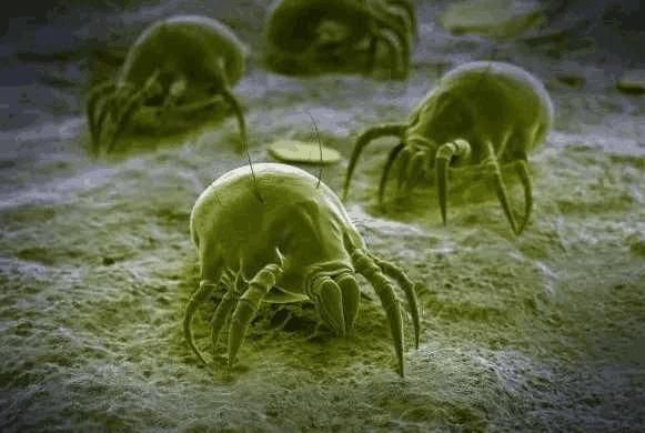 警告：后背有这5个“奇怪的现象”, 是螨虫在向你“打招呼”了