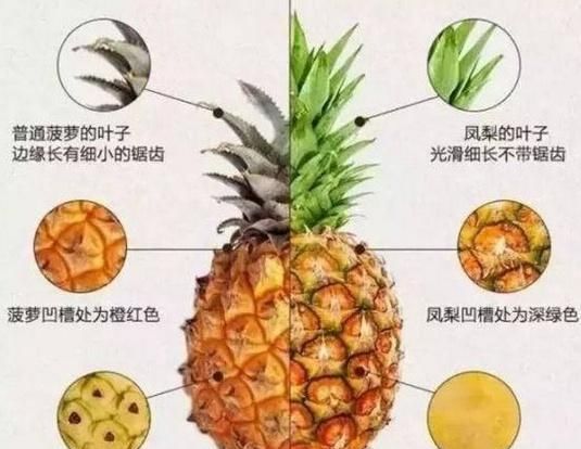  水果：你真的认识凤梨和菠萝？别装了，强力科普在这里！