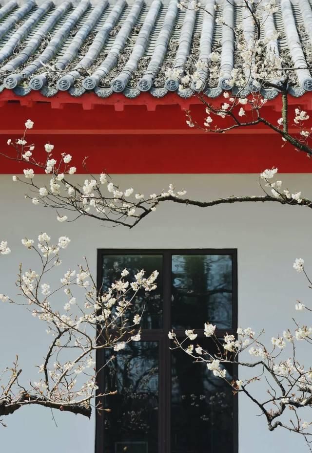  「究竟」云看花，中国美丽高等院校究竟看哪儿？