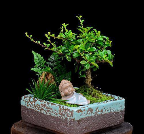  时间■这3种盆景养到就是赚到，时间久了价值高，随便一盆开花结果