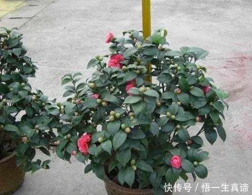『开花』茶花掉叶怎么办3个“方法”,叶片浓绿,花蕾更多,开花满枝