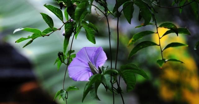  『耐晒』夏天到了,养1棵这个“开花机器”,耐晒生长快,开花不断