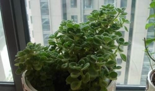 【肉质植物】这“2种”植物,最适合“上班族”养,不仅耐阴性,还能防辐射!