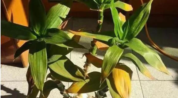  贵竹盆栽■富贵竹水培生根有诀窍,跟着学“多久换一次水”,养得叶绿根壮