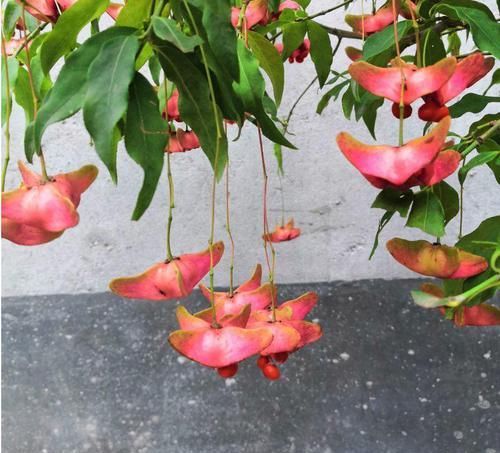  #紫叶酢浆草#爷爷养了一盆“蝴蝶花”，一根枝上开出百朵花，五颜六色最讨喜！