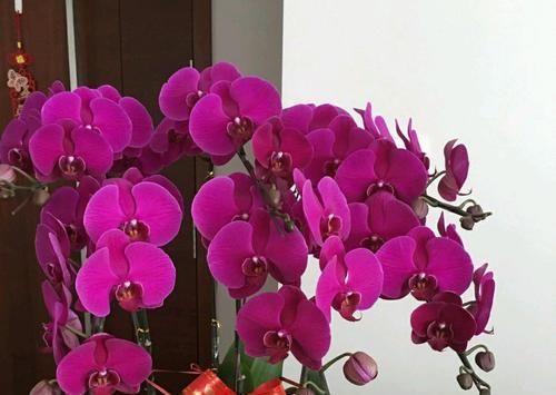 『蝶兰根系』根系挤破盆的蝴蝶兰需要换盆吗?蝴蝶兰就喜欢挤,越挤根旺花越多