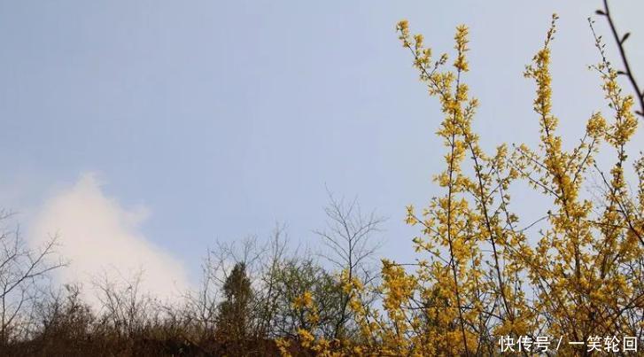  春天@张家庄的春天：连翘花开缀山间！