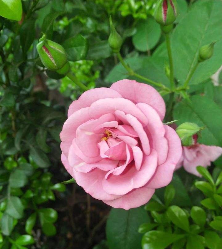  「养分」这3种花,花后狠心剪一刀,来年呼呼爆满盆,亲朋好友来围观!