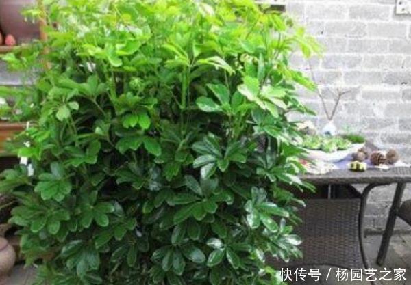 「很烦」“病毒”很烦的几种花,有利家人身体健康,养99盆都不嫌多!