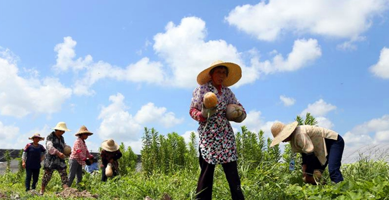  「农民」农村这一作物，客商一毛一斤不愿给，地里堆积如小山，