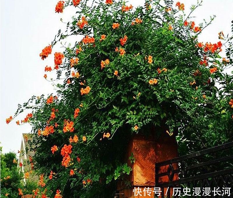 种植:此花,家中种几棵,美得不得了,丢土就能活,谁还养绿萝