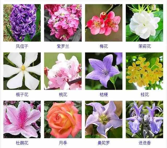  【品种】400种 · 观花植物品种大全，值得收藏