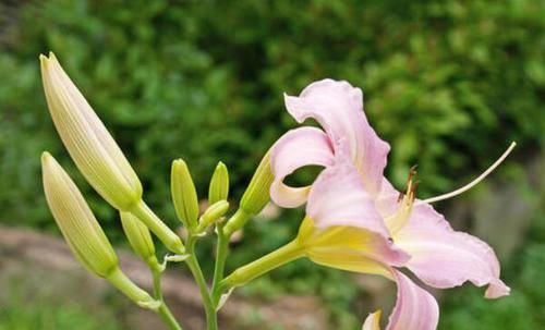  「适合」5种花，真心不适合养“屋里”，喜欢可以养室外，更好