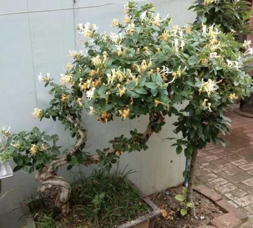 【养护】在家盆栽“金银花”,等到5月份会开花,散发出“香味”,好闻!