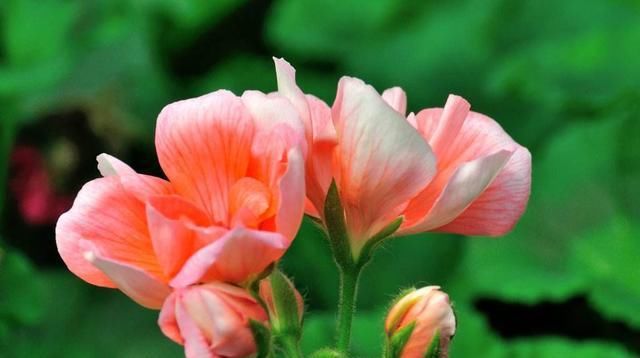  『三角梅』还养绿叶绿萝？这2种花，插在水里，生根开花，都能满足！