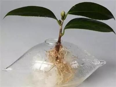  『枝条』在家学扦插茶花：方法来了