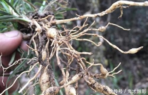 『观赏价值』它在农地里像“杂草”,被称为“沿阶草”,根茎比庄稼值钱,珍贵