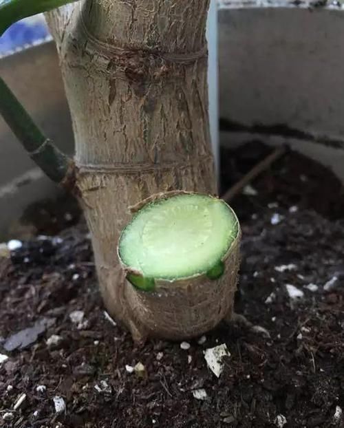 放在散射光好的地方■养了20年的玉树,杆子比大腿还粗,满树白花跟下雪了一样