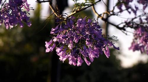  【适合】3种花适合养在小院里，开花量大满院飘香，好养易活上档次，真美