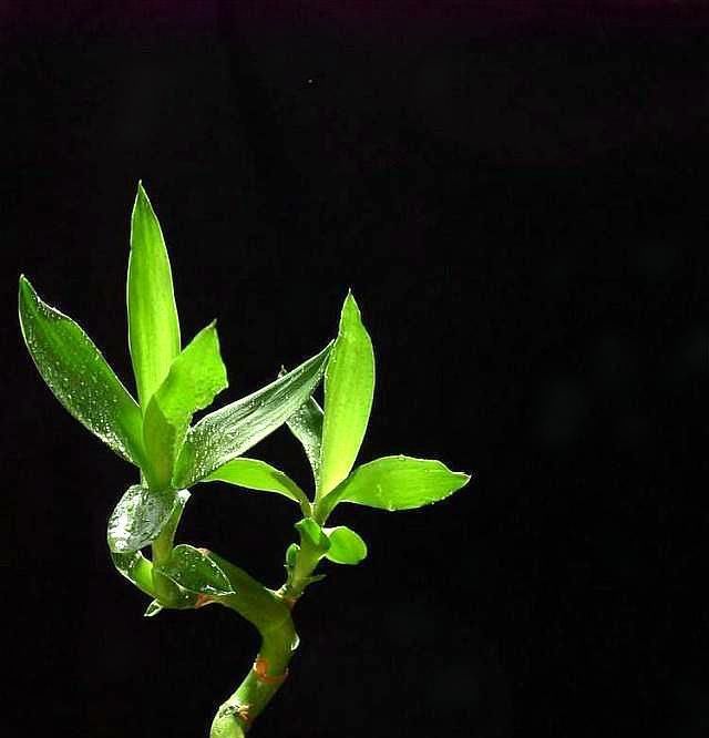  工作就|怎样把富贵竹养成多头老桩？注意2点，6个月左右达到目的！
