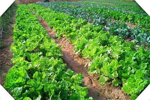  种植|农村有哪些高收入农作物可种植呢？这三个，种好肯定能赚钱