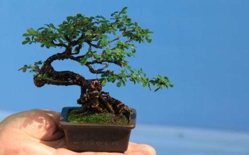  植物|大型盆景不喜欢？那就自制微型盆景，放在手上把玩，真好看