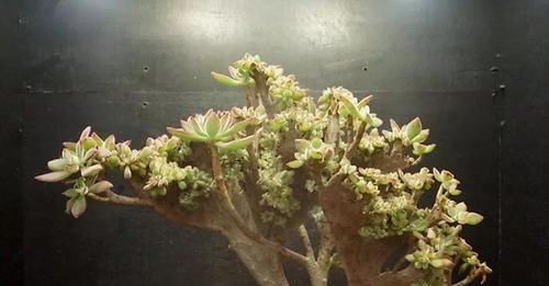  雨滴老桩■形状高贵的多肉老桩，费钱也要养几盆！