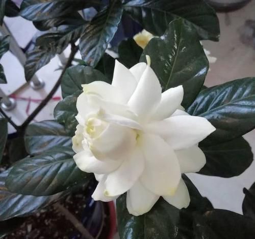  「栀子花」栀子花叶片发黄变黑还掉落怎么回事？这么养，养一盆挂一盆