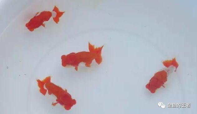  饲养■金鱼饲养中常用的五大手法，讲究可真不少（金鱼的王者）