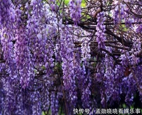  『迷人』花期可达200天！花朵漂亮迷人，庭院再小也得种
